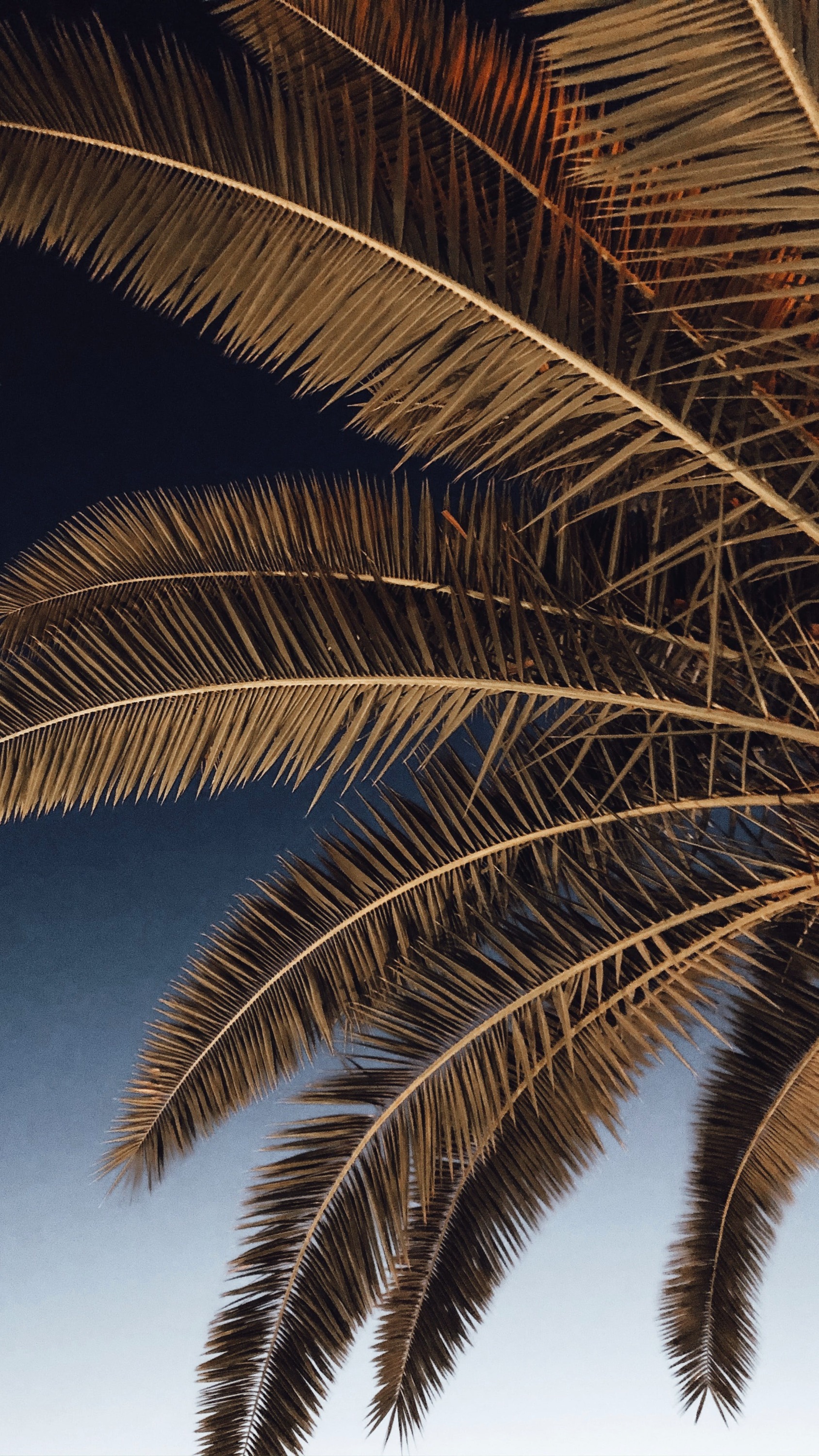 Palm leaves
