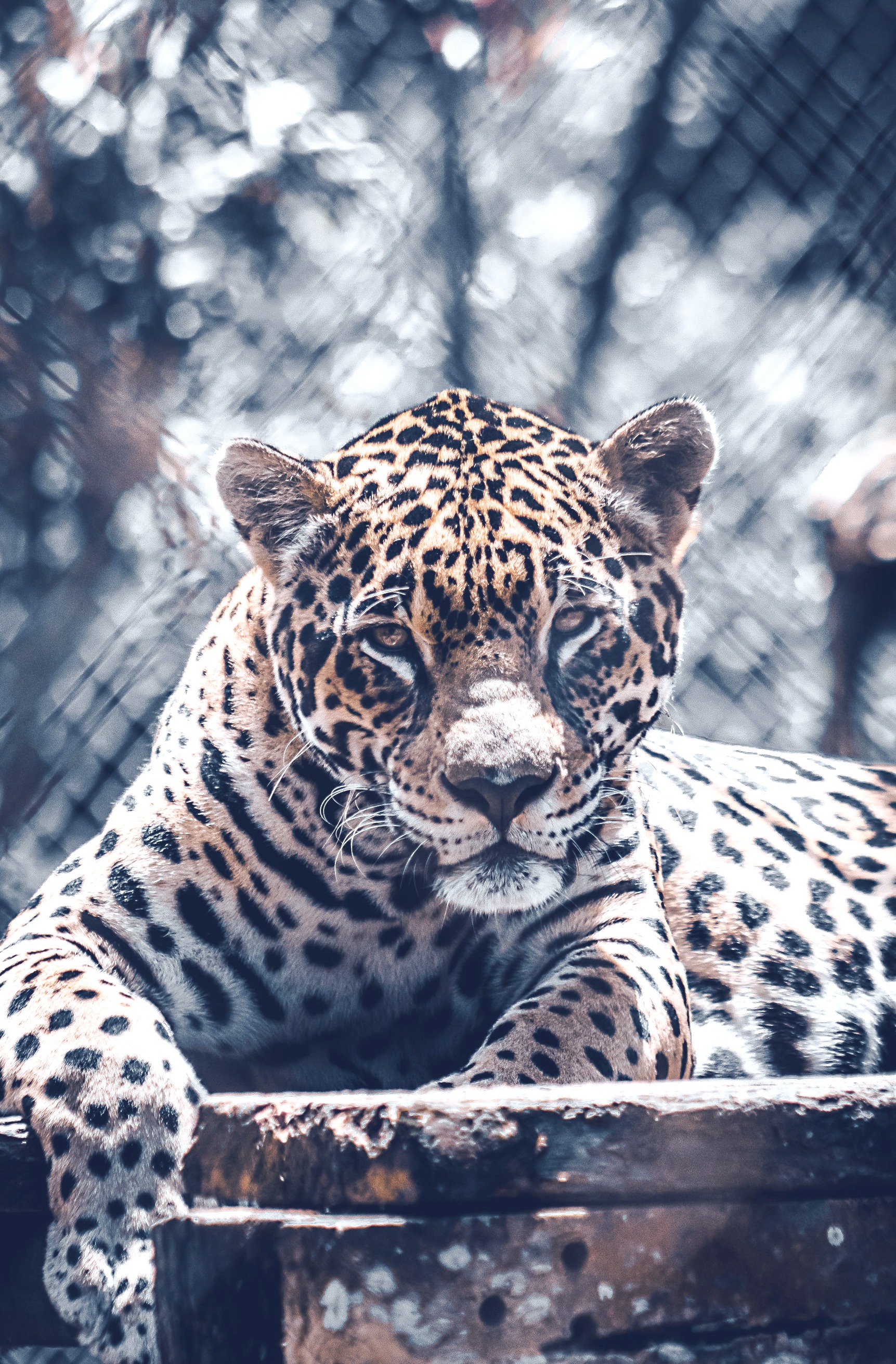 Jaguar